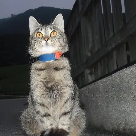 Reiterhof Suassbauer Farm stay