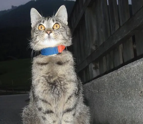 Reiterhof Suassbauer Фермерский дом