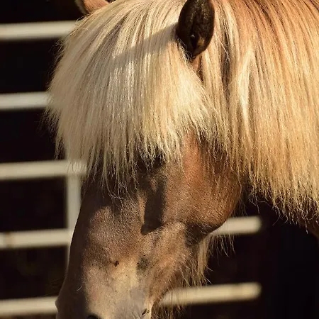 ファームステイ Reiterhof Suassbauer